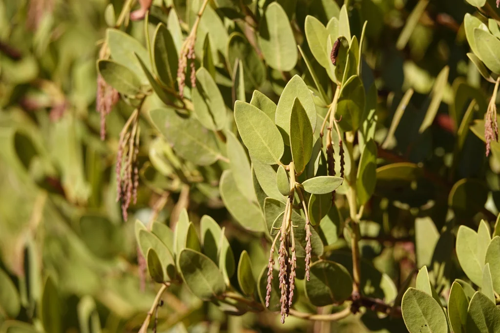 Arctostaphylos Insularis