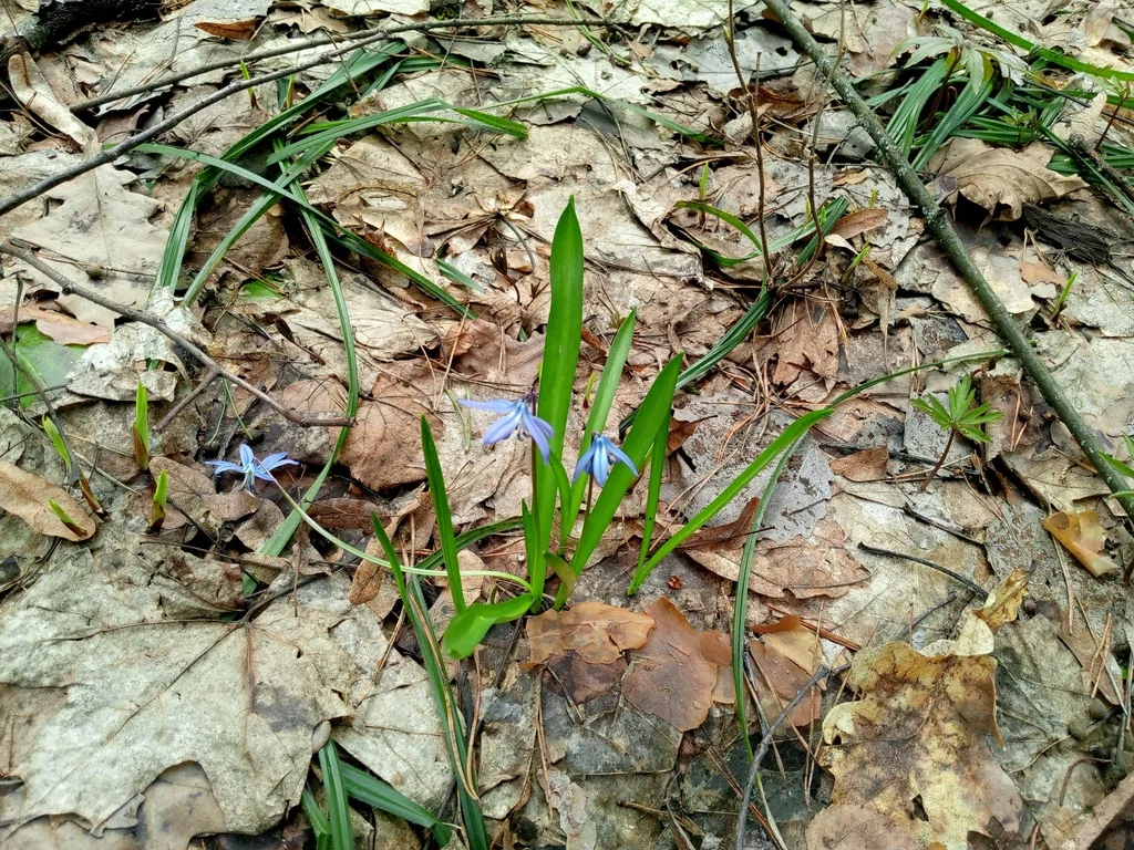 Scilla Siberica