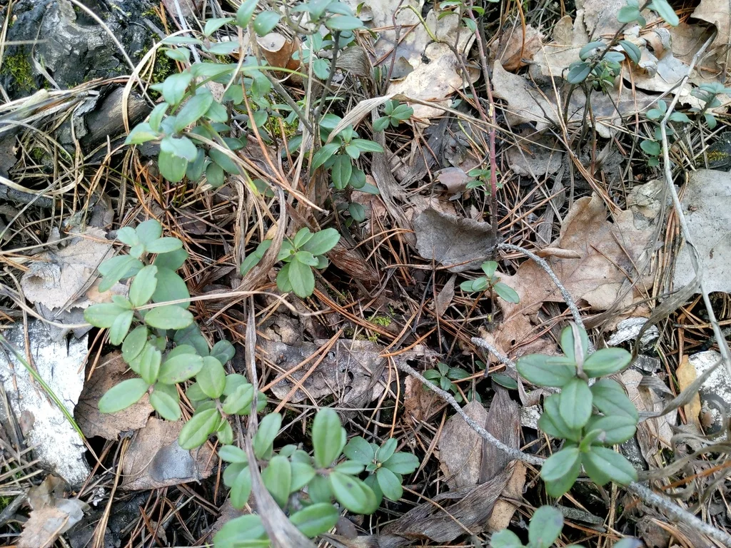 Vaccinium Vitis-Idaea