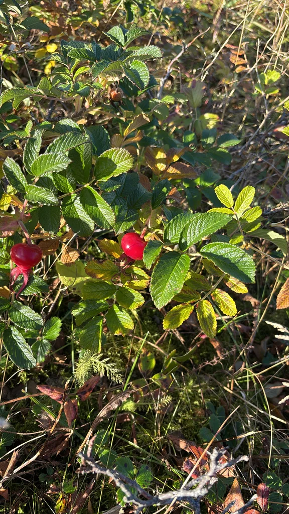Rosa Rugosa