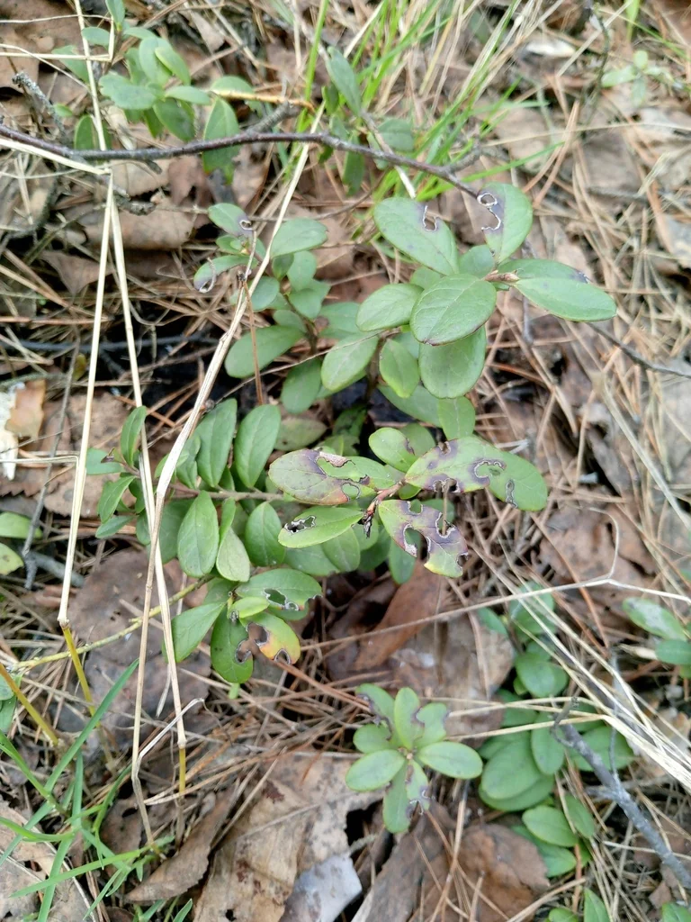 Vaccinium Vitis-Idaea