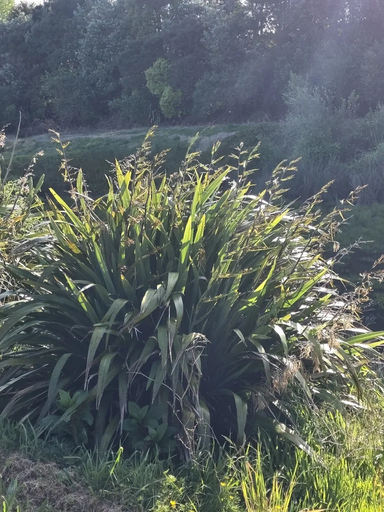 Phormium Tenax