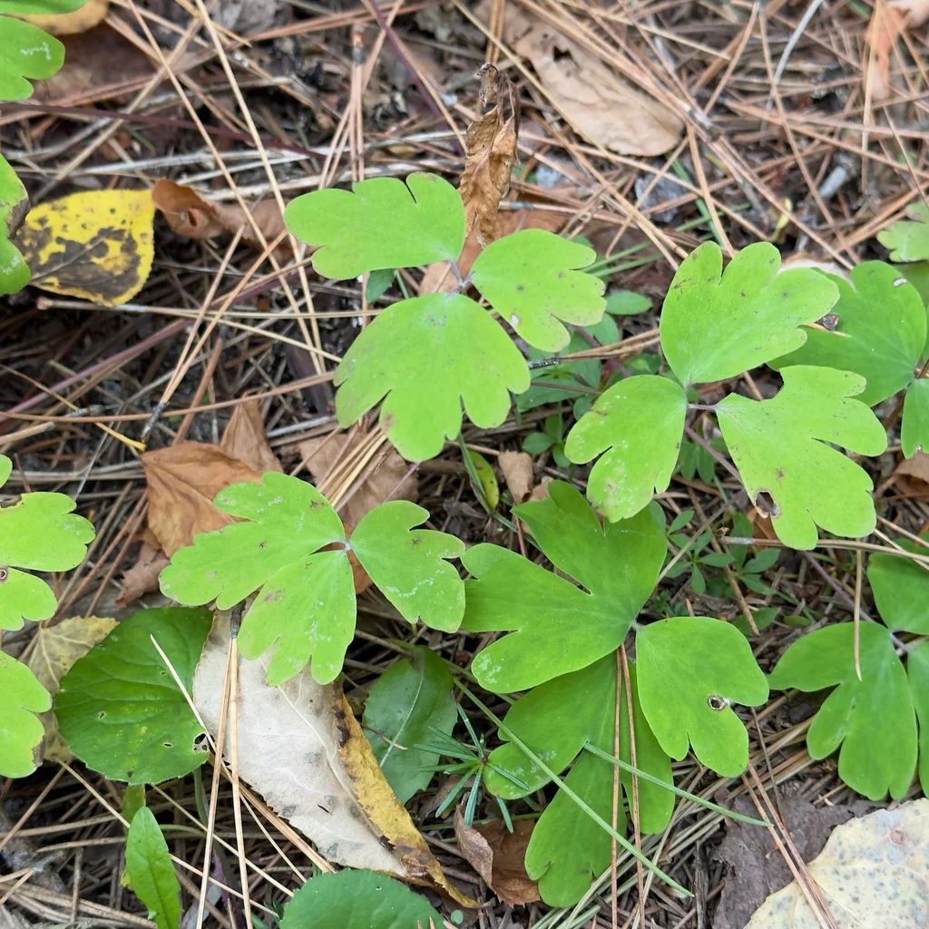 Aquilegia Canadensis