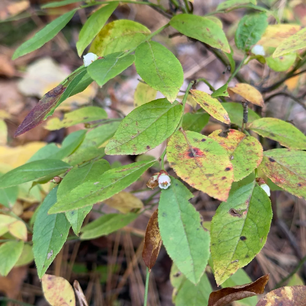 Vaccinium Angustifolium