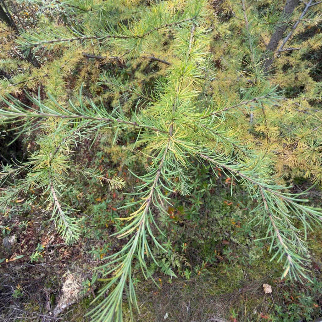 Larix Laricina