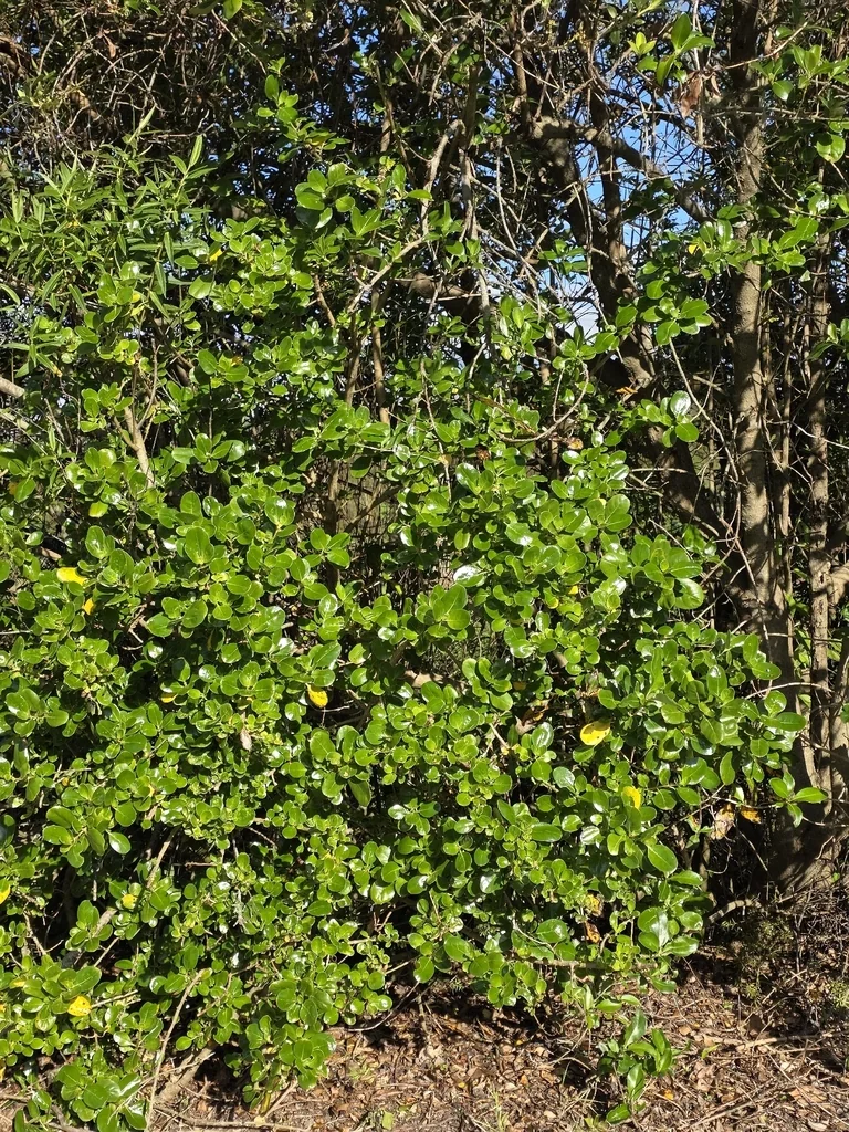 Coprosma repens