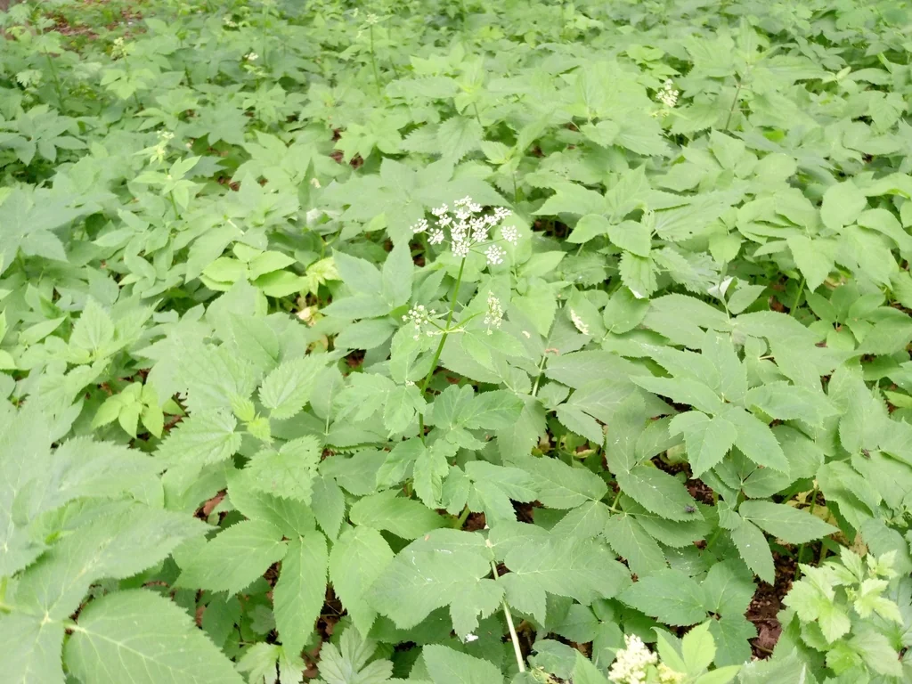 Aegopodium Podagraria