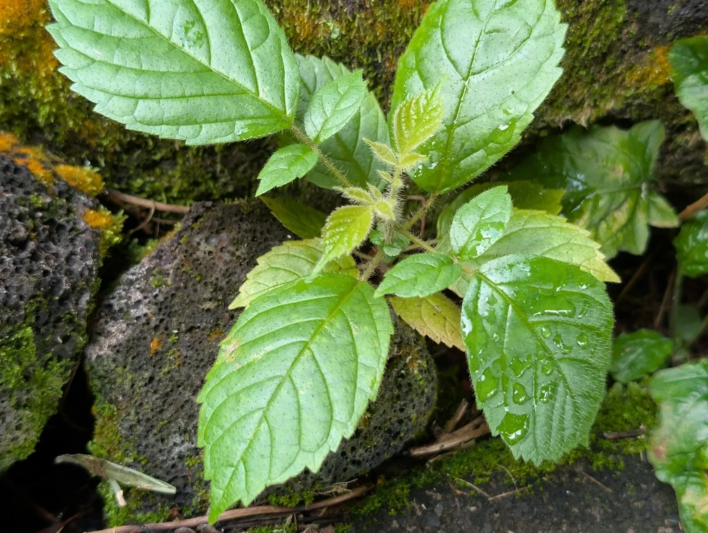 Spathodea Campanulata