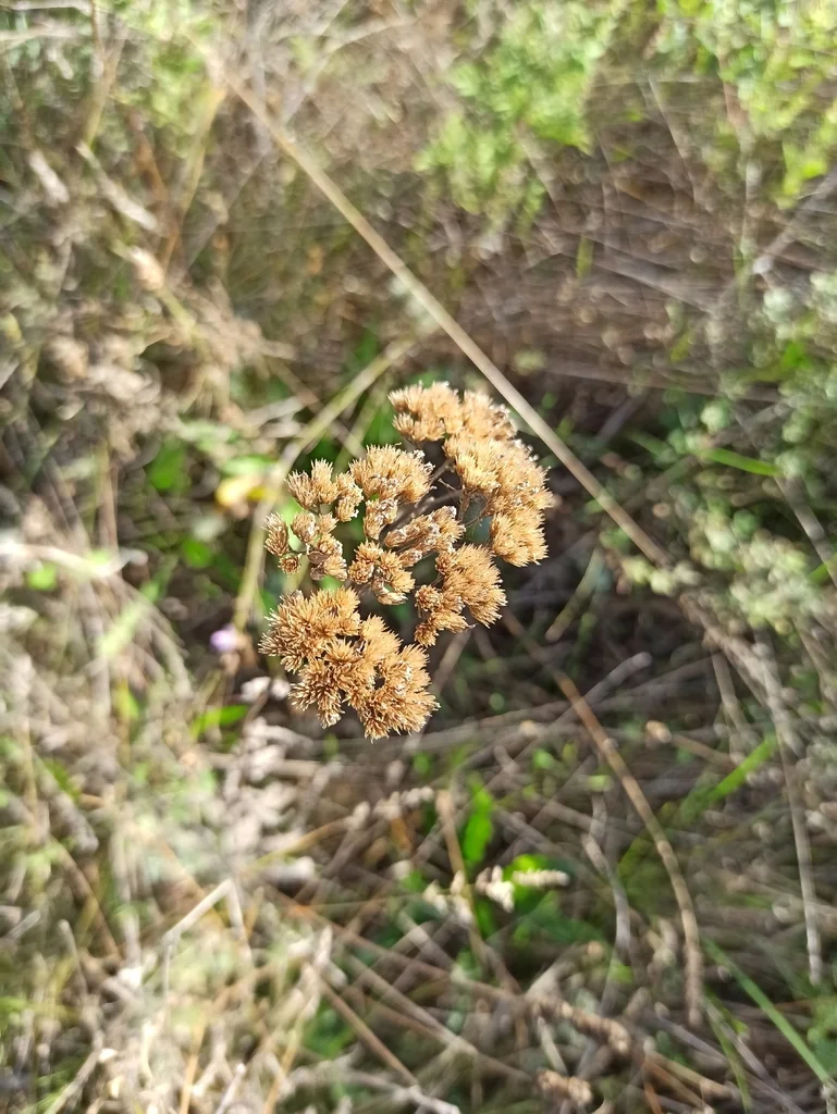 Achillea Millefolium