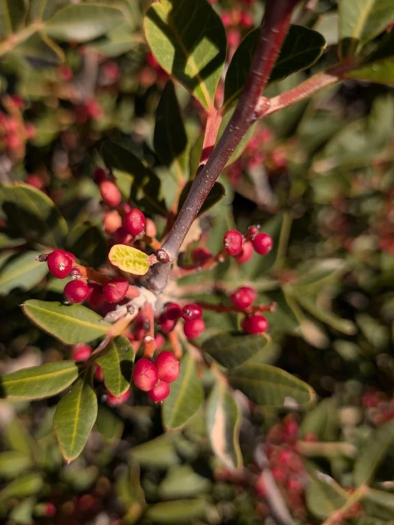 Pistacia Lentiscus
