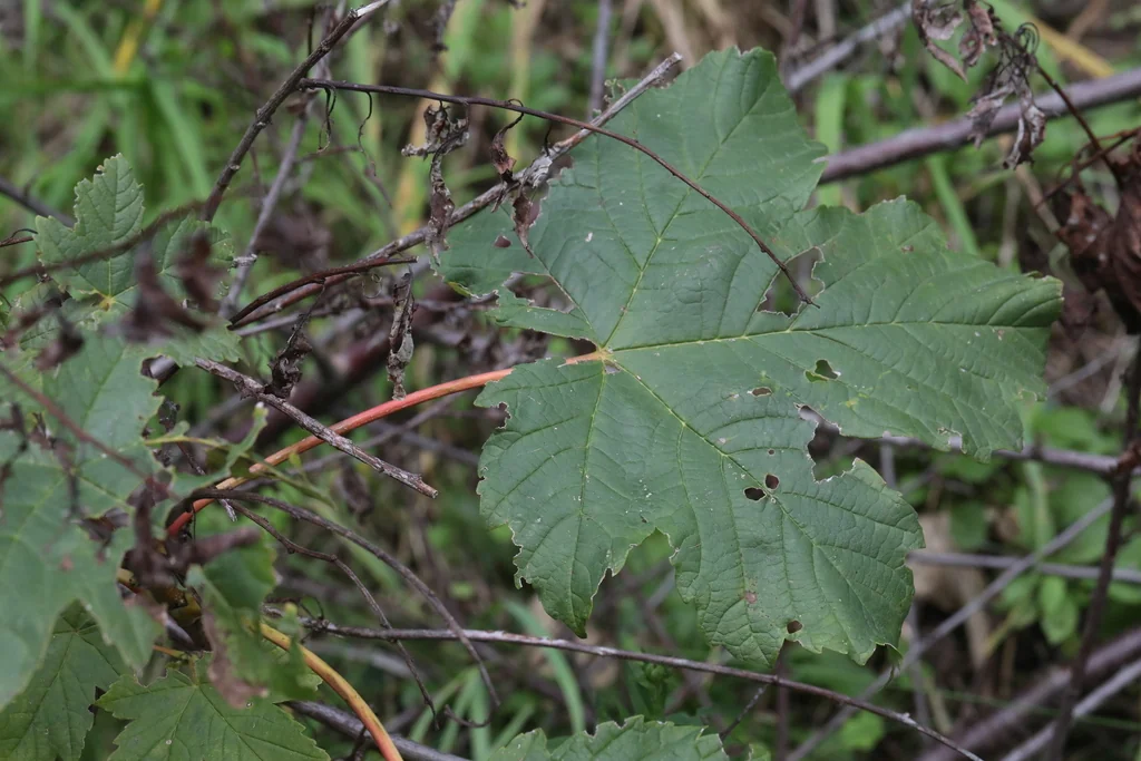 Acer Pseudoplatanus