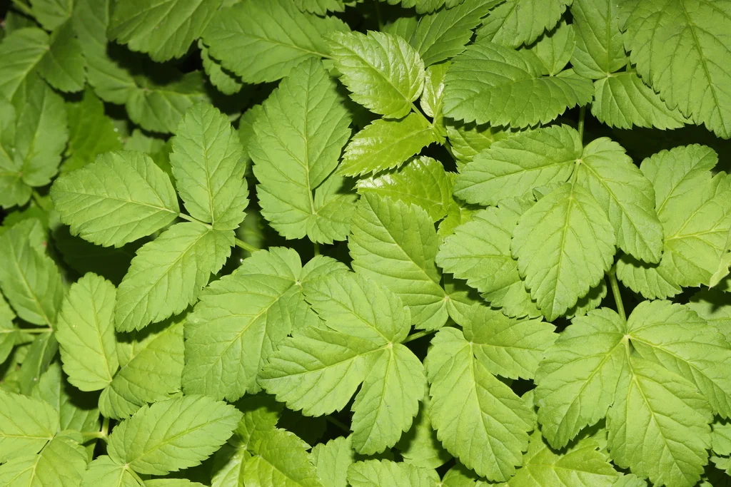 Aegopodium Podagraria