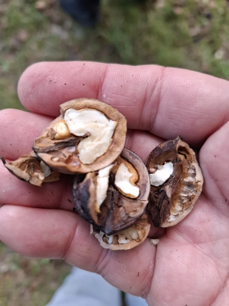 Juglans Regia