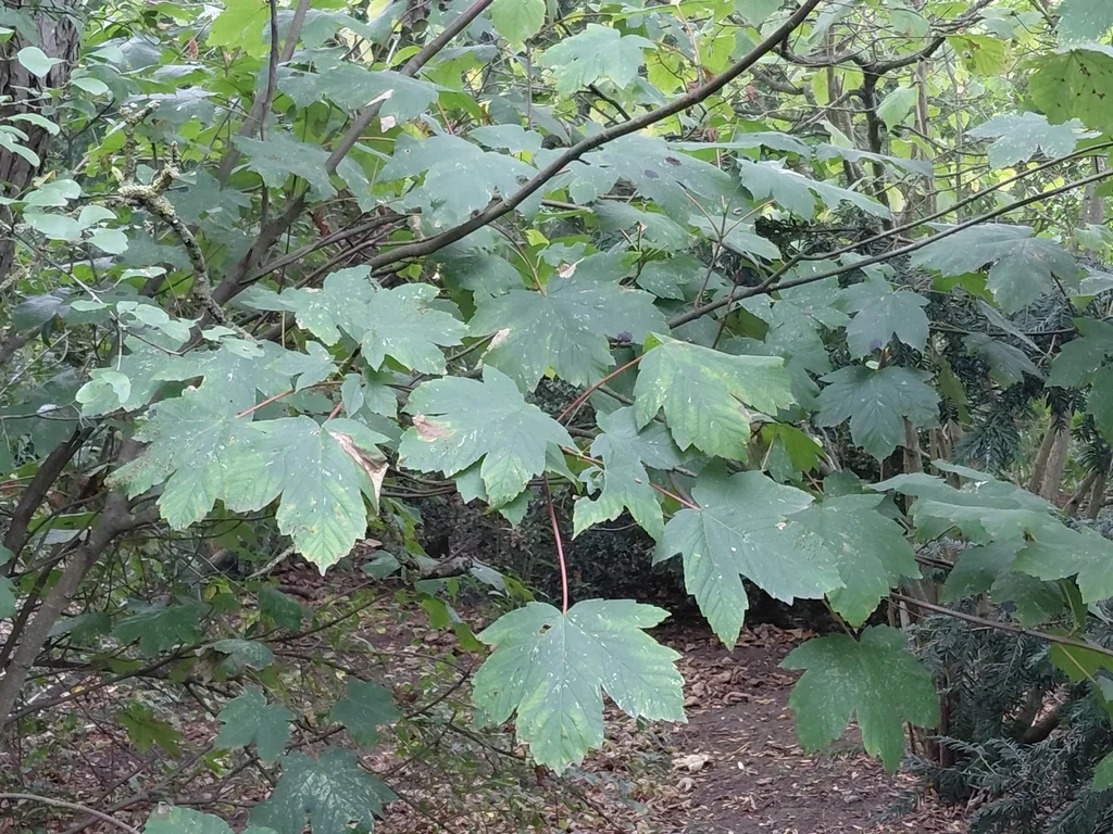 Acer Pseudoplatanus