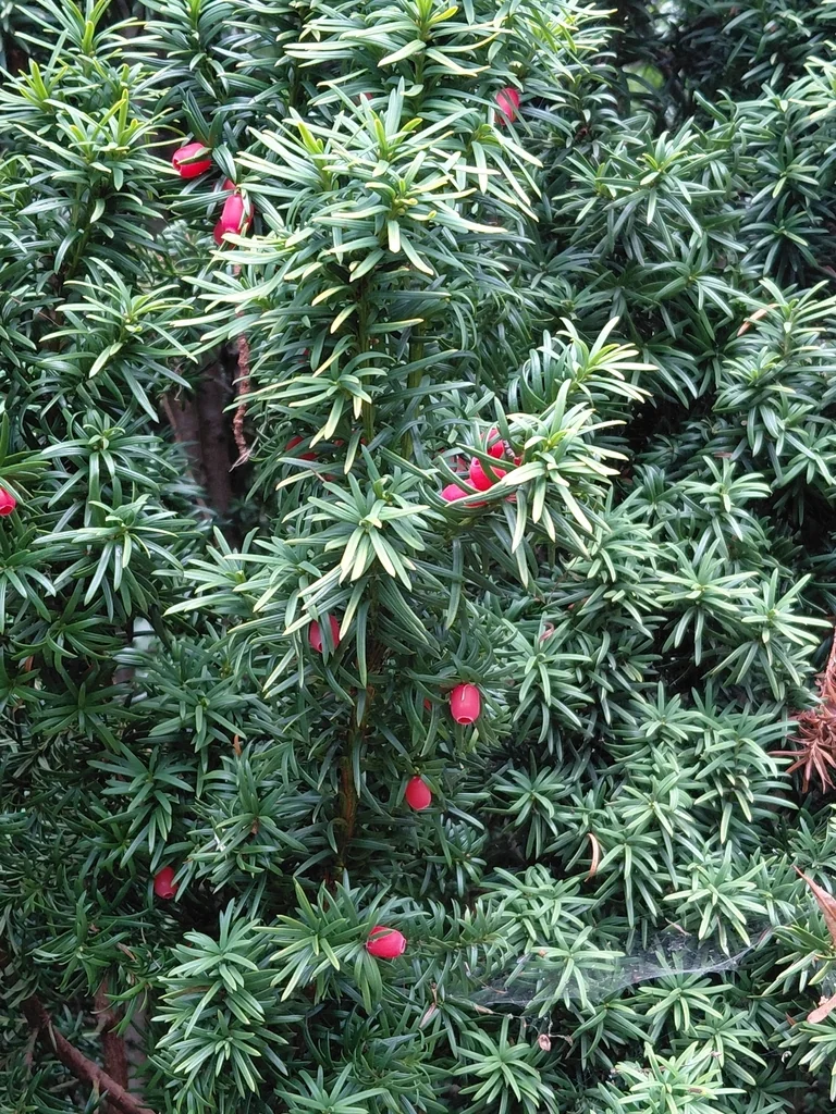 Taxus Baccata