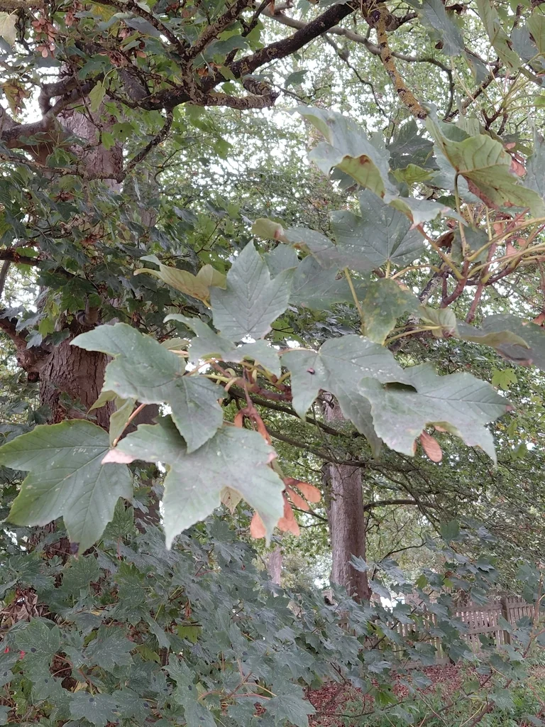 Acer Pseudoplatanus