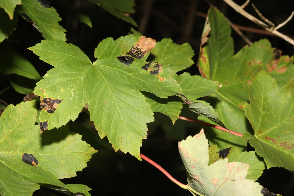 Acer Pseudoplatanus