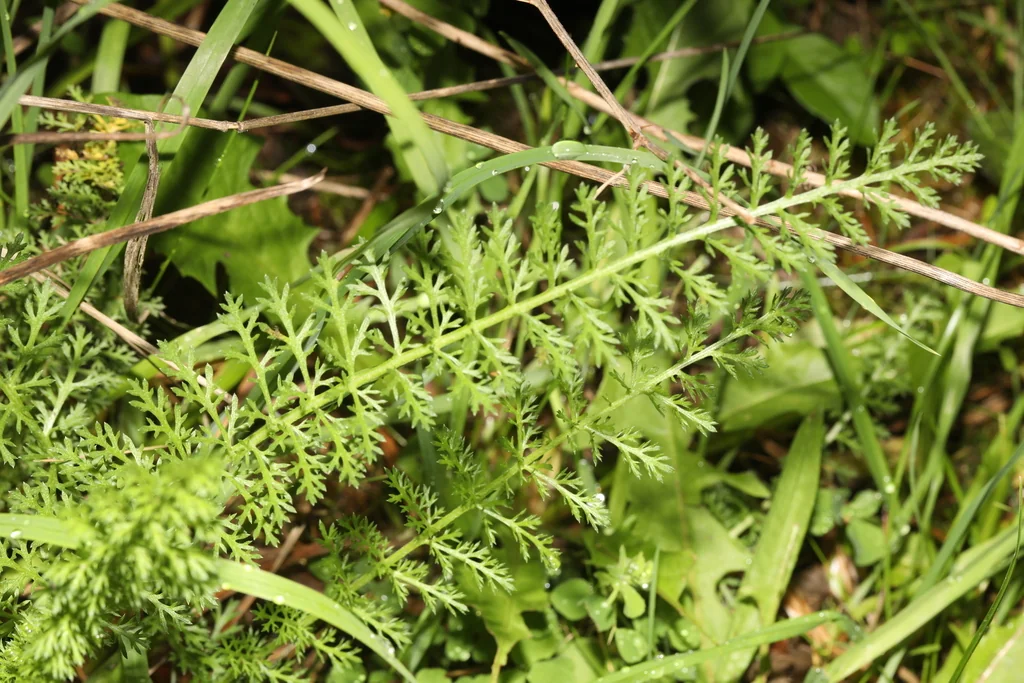 Achillea Millefolium