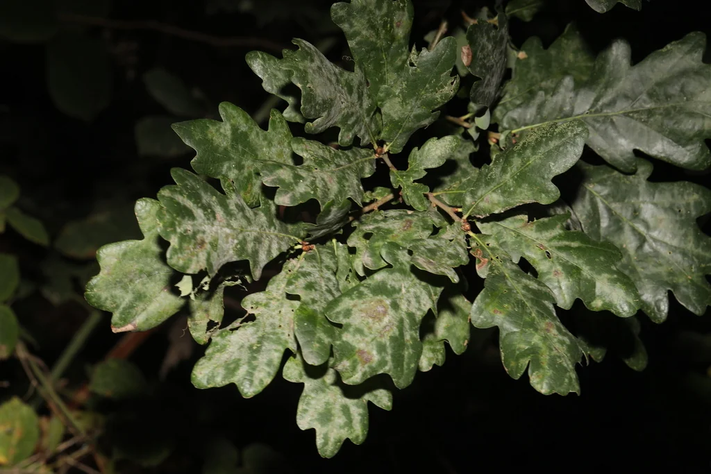 Quercus Robur