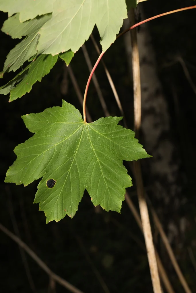 Acer Pseudoplatanus
