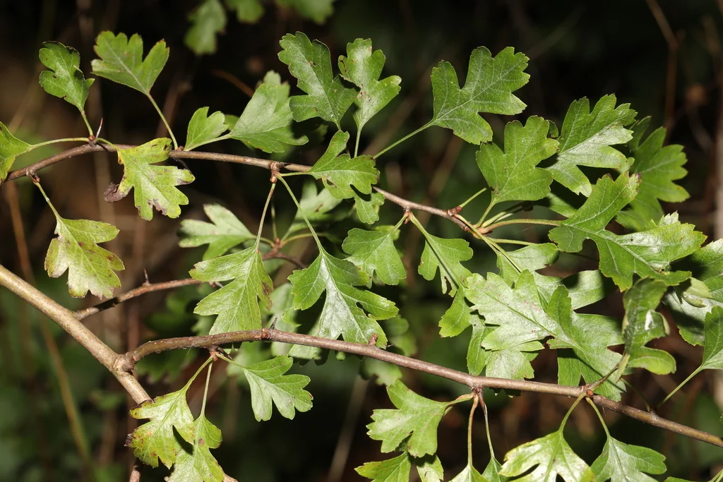 Crataegus Monogyna