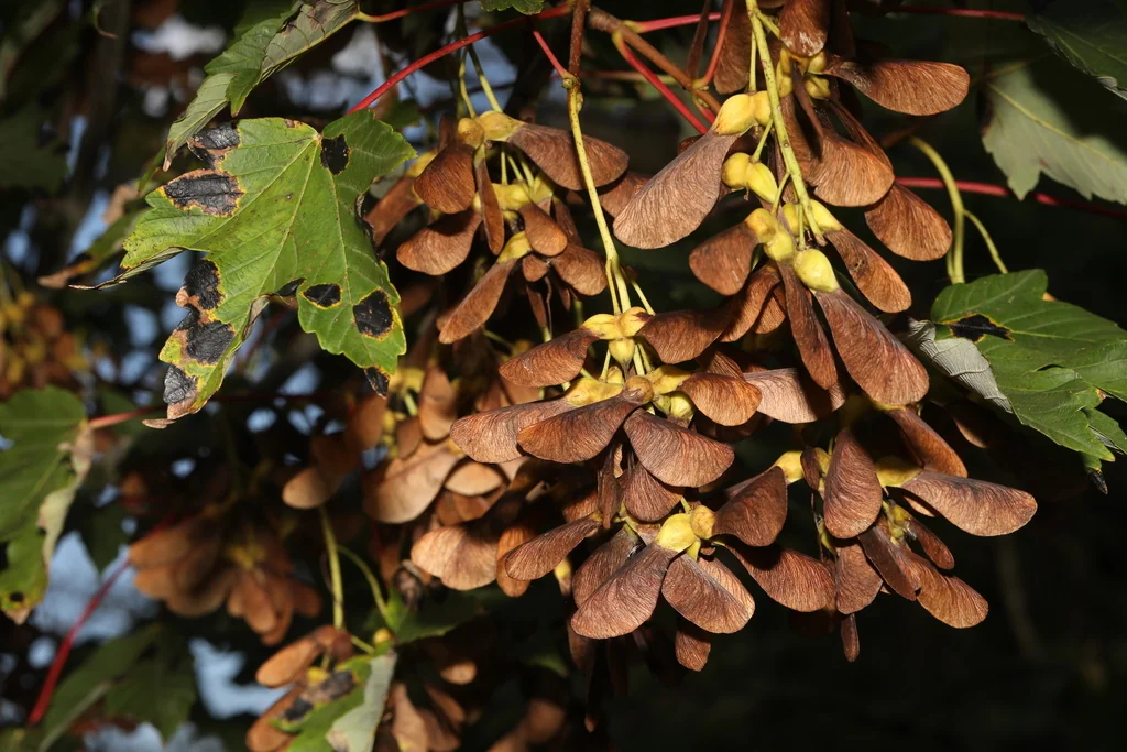 Acer Pseudoplatanus