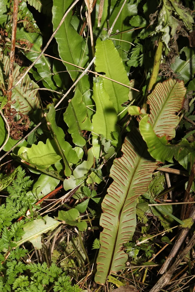 Asplenium Scolopendrium