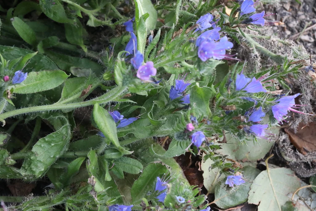 Echium Vulgare