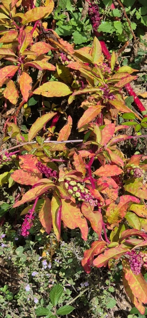 Phytolacca Americana