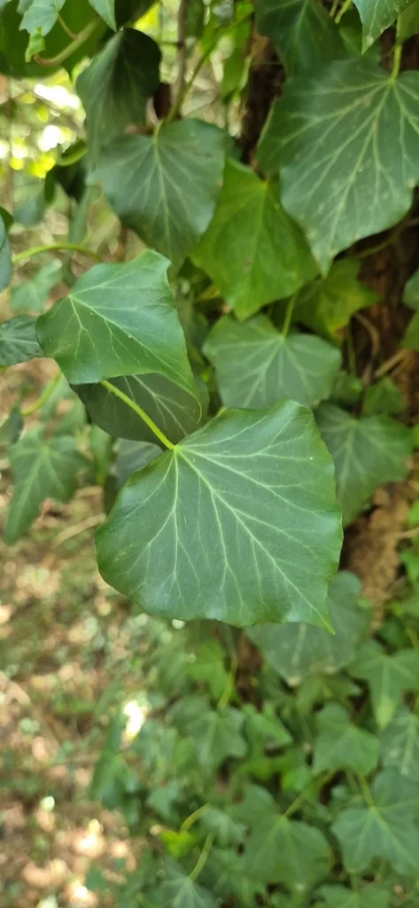 Hedera helix
