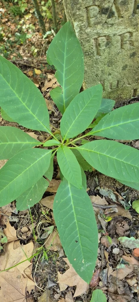 Phytolacca Americana
