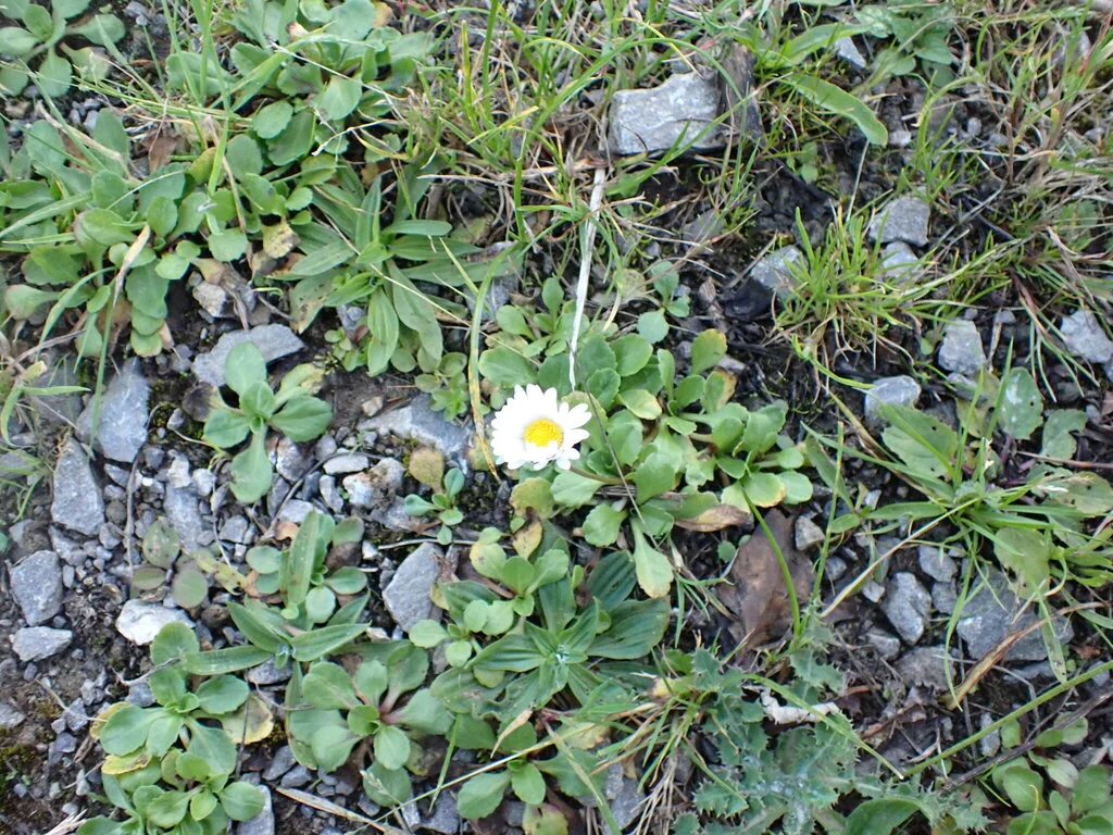 Bellis Perennis