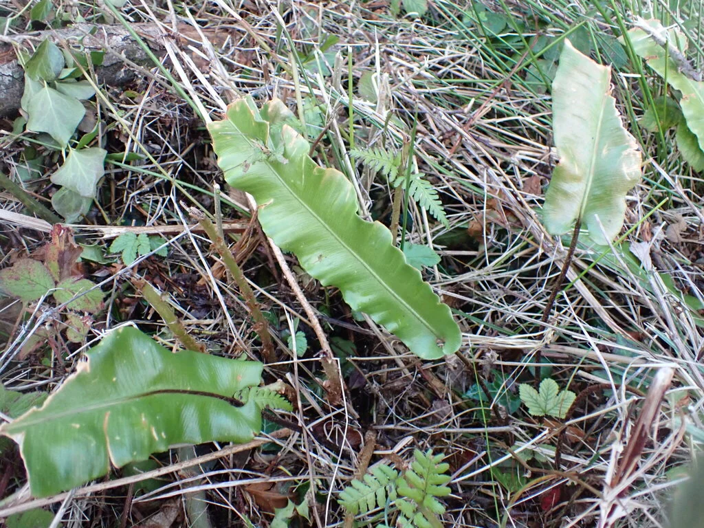 Asplenium Scolopendrium