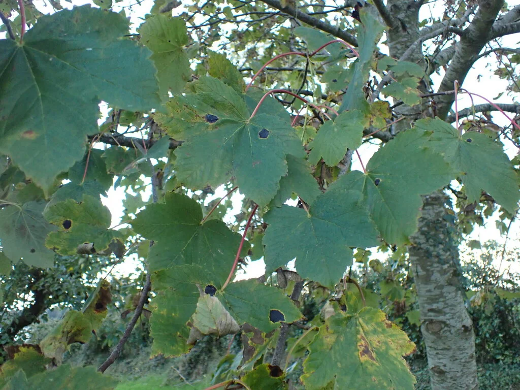 Acer Pseudoplatanus
