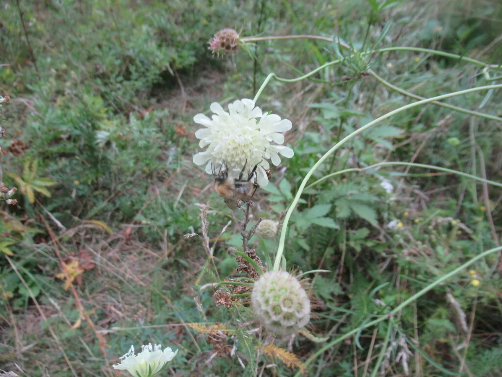 Scabiosa Ochroleuca