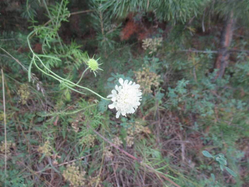 Scabiosa Ochroleuca