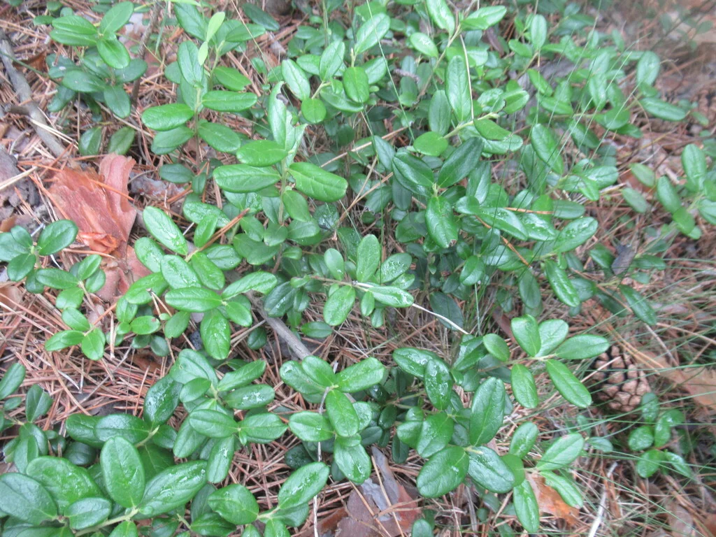 Vaccinium Vitis-Idaea