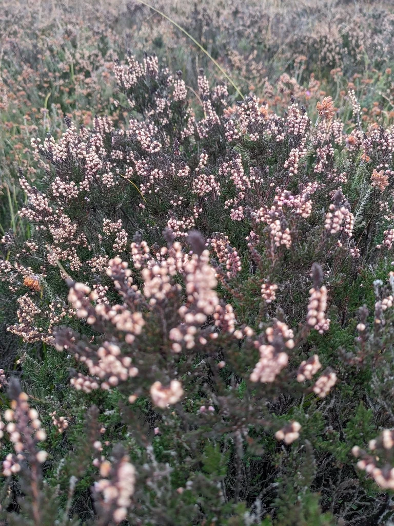 Calluna Vulgaris