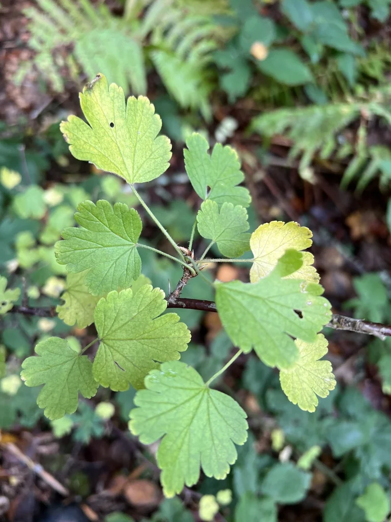 Ribes Uva-Crispa