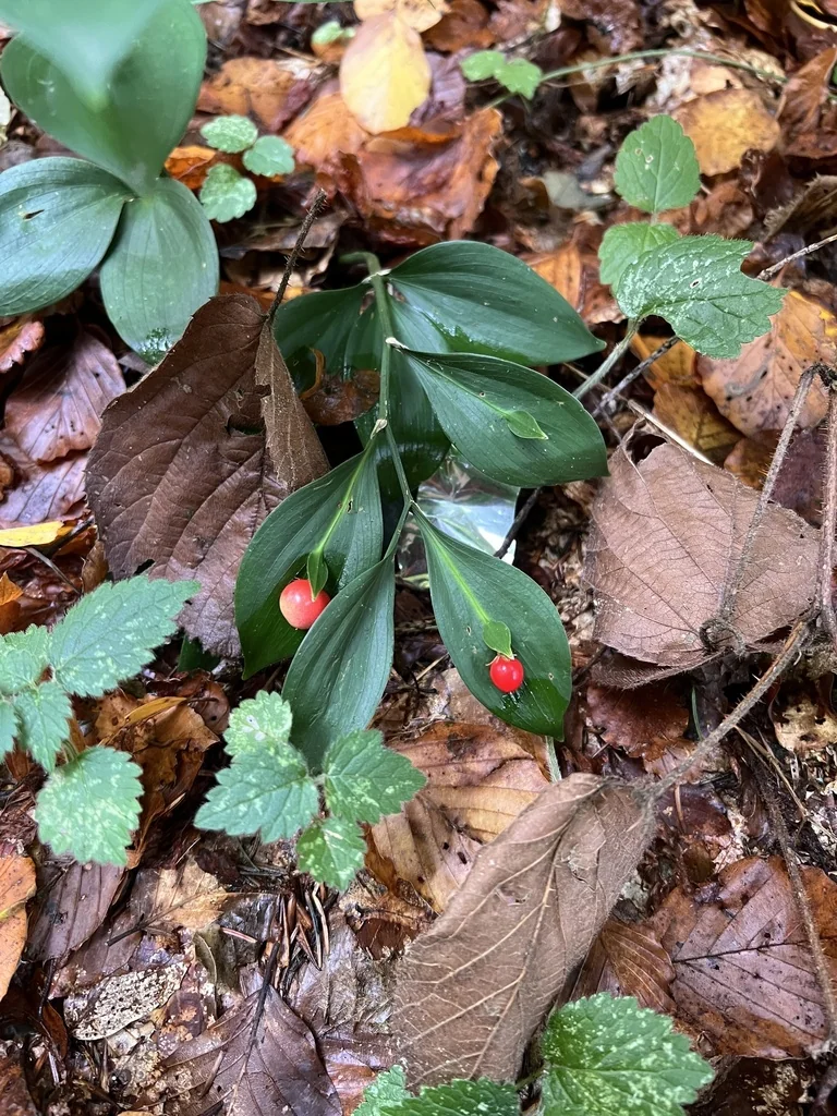 Ruscus Hypoglossum