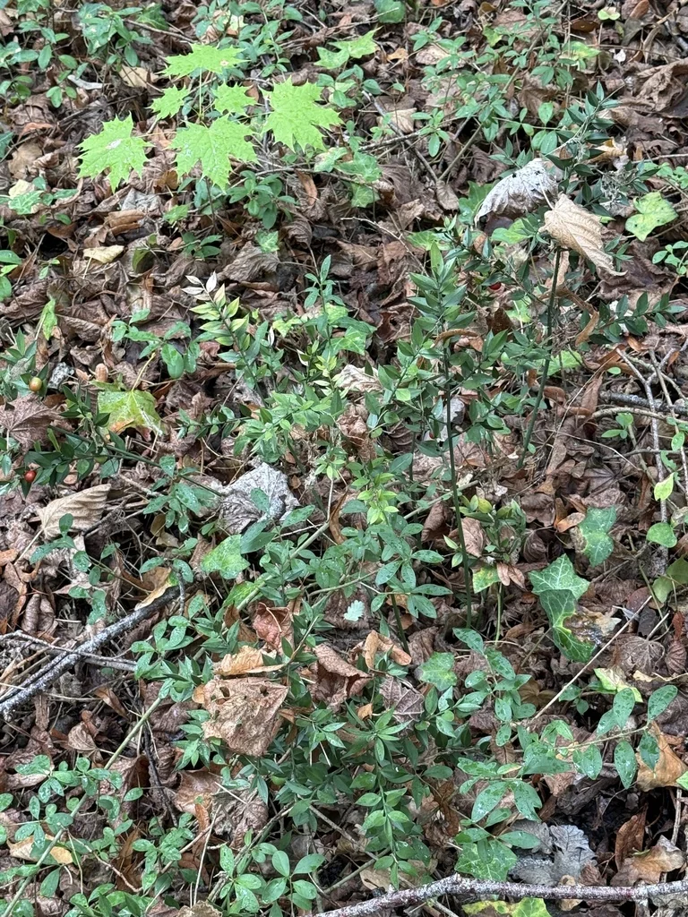 Ruscus Aculeatus