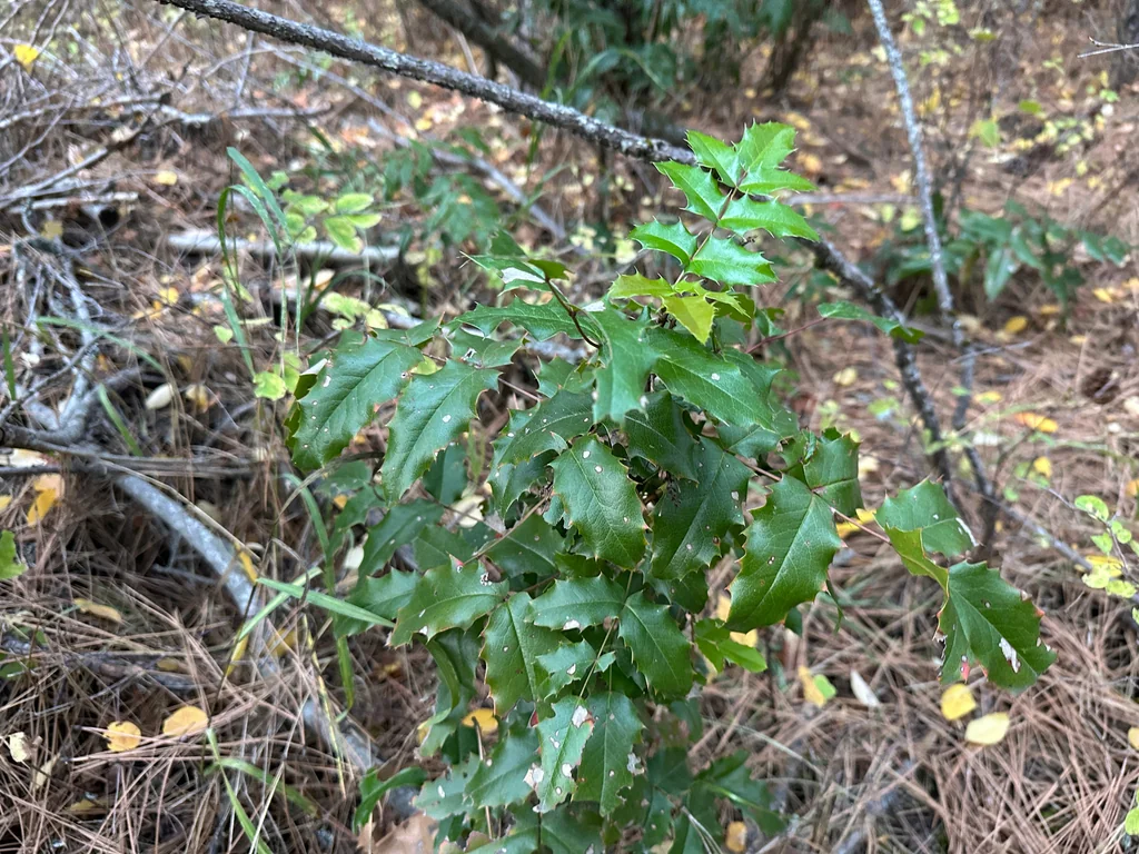 Mahonia Aquifolium