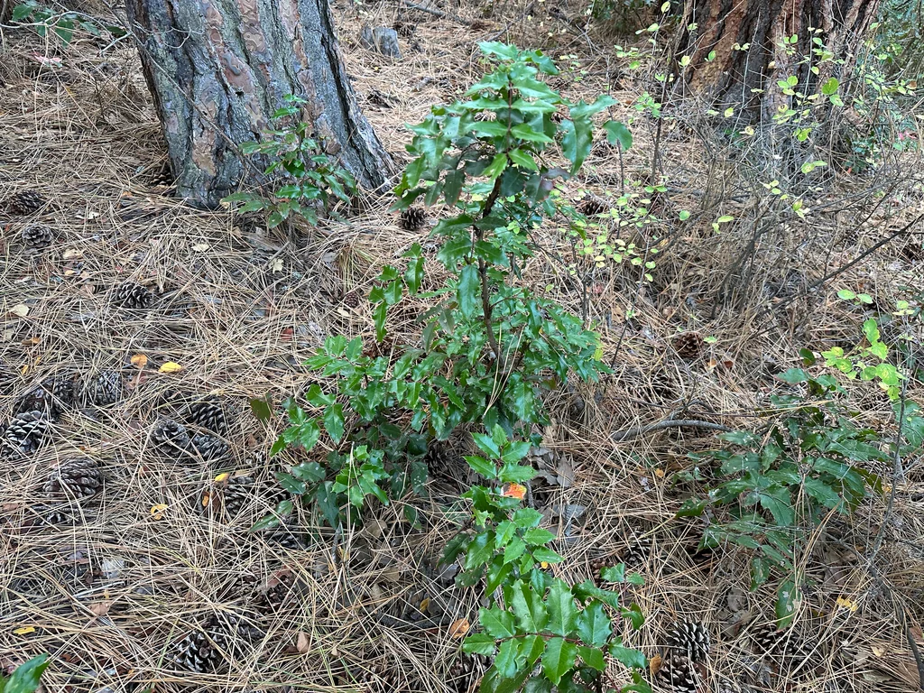 Mahonia Aquifolium