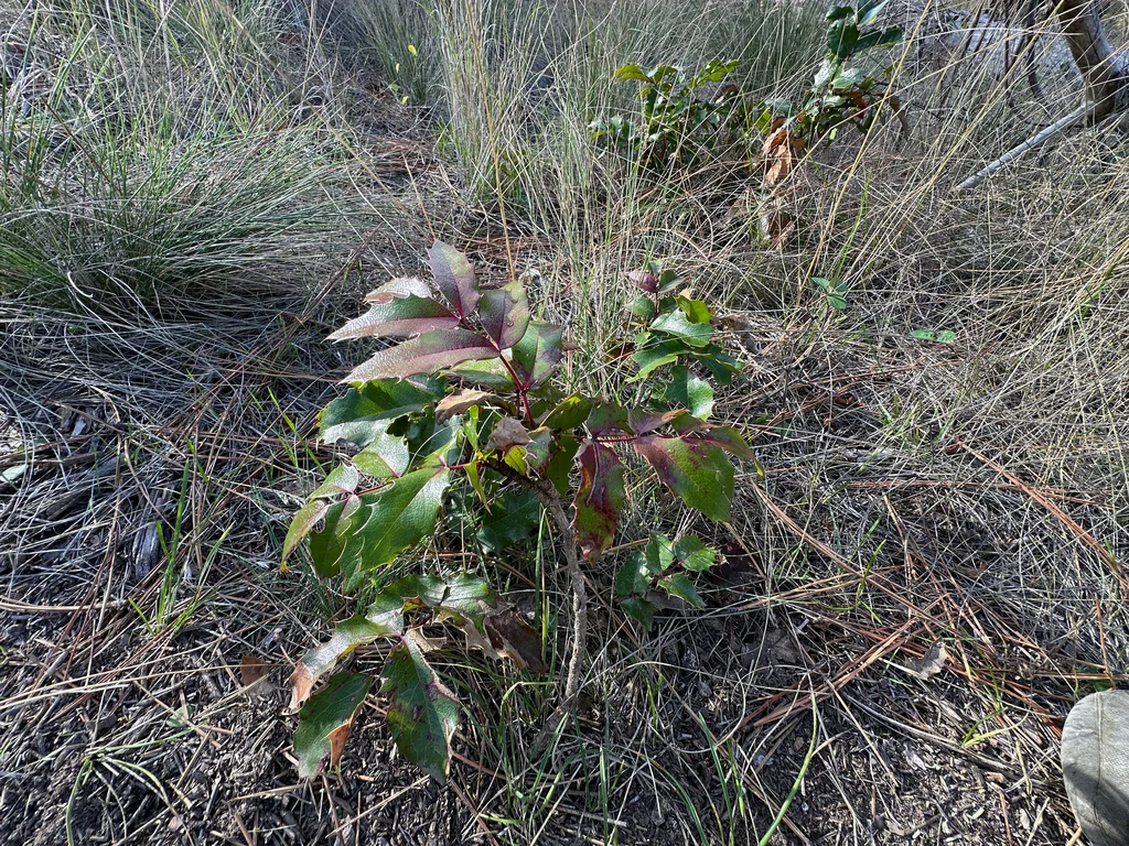 Mahonia Aquifolium
