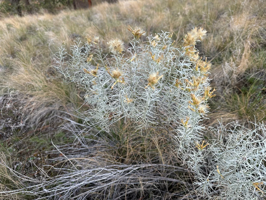 Chrysothamnus Nauseosus