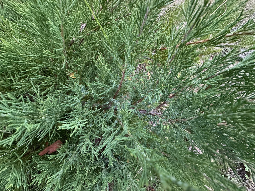 Juniperus Scopulorum