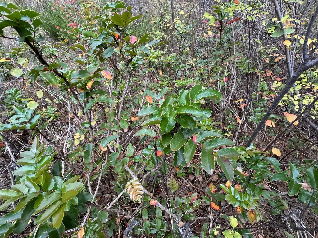 Mahonia Aquifolium