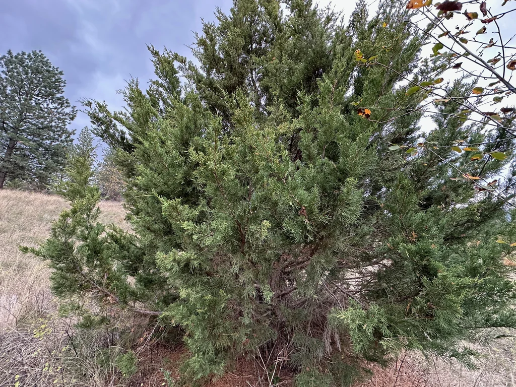 Juniperus Scopulorum