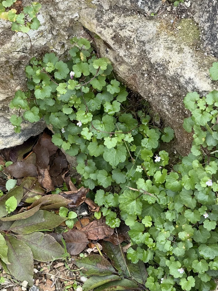 Cymbalaria Muralis