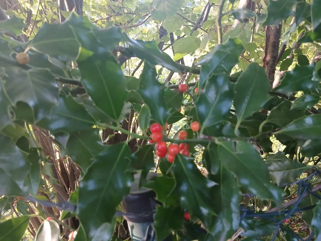 Ilex Aquifolium
